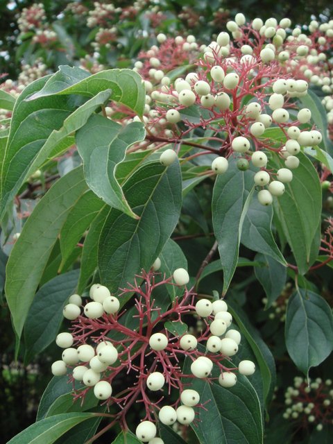 Cornus amomum fruit